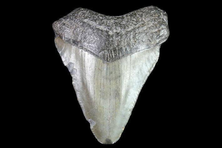 Juvenile Megalodon Tooth - Georgia #83563